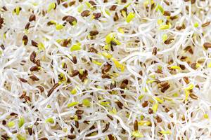 Fresh alfalfa micro-greens close up (Flip 2019)