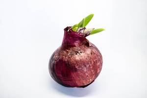 Fresh and big red onion