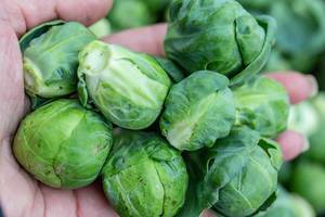 Fresh Brussels sprouts in hand
