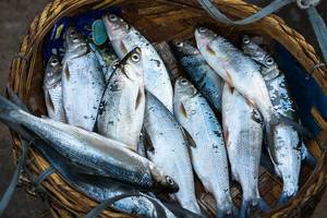 Fresh catch in the wet market of Bacolod (Flip 2019)