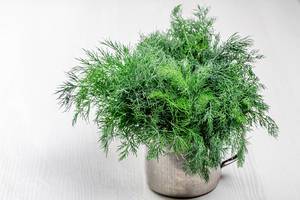 Fresh dill in an iron mug on a white wooden background