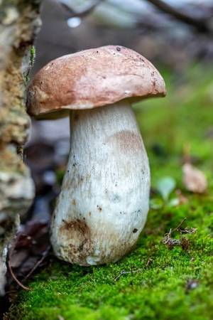 Fresh edible white mushroom