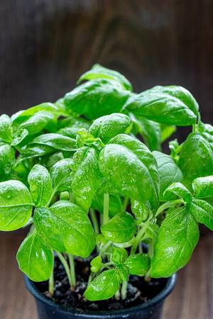 Fresh green basil plant for healthy cooking, herbs and spices (Flip 2019) (Flip 2019)