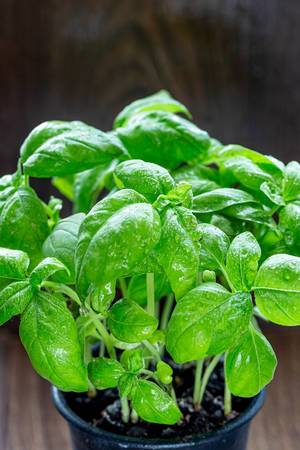 Fresh-green-basil-plant-for-healthy-cooking-herbs-and-spices.jpg