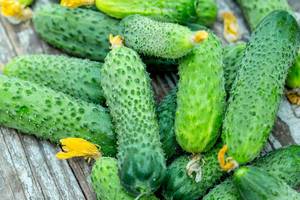 Fresh green cucumbers on grey wooden background