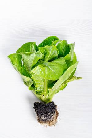 Fresh green Romaine lettuce Bush with roots on white background
