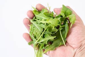 Fresh Healthy Green Rucola in the hand above white background (Flip 2019)