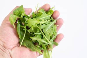 Fresh Healthy Green Rucola in the hand above white background