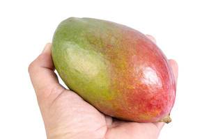 Fresh healthy Mango fruit in the hand