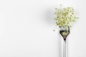 Fresh micro-green onions on a fork on a white background with free space