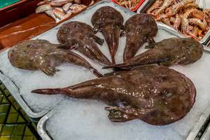 Fresh monkfishes  on fish market