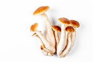 Fresh mushrooms on a white background, top view (Flip 2020)