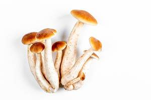 Fresh mushrooms on a white background, top view