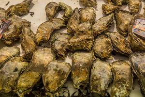 Fresh oysters on sale