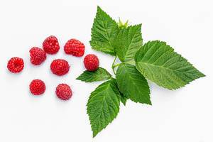Fresh raspberry berries with leaves on white background