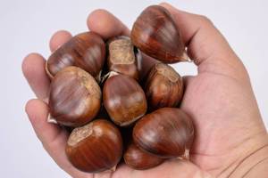 Fresh raw Chestnuts in the hand (Flip 2019)