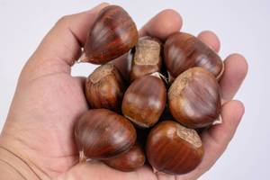 Fresh raw Chestnuts in the hand
