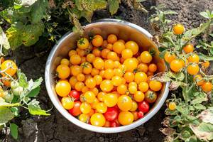 Fresh red and yellow small tomatoes in a bowl on the ground in a greenhouse