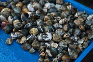Fresh seashells sold at a wet market in Bacolod (Flip 2019)