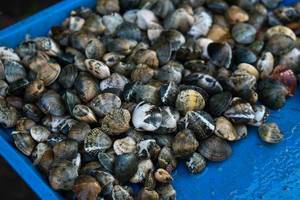 Fresh seashells sold at a wet market in Bacolod