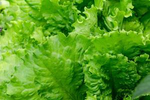 Frische grüne Salatblätter in der Nahaufnahme