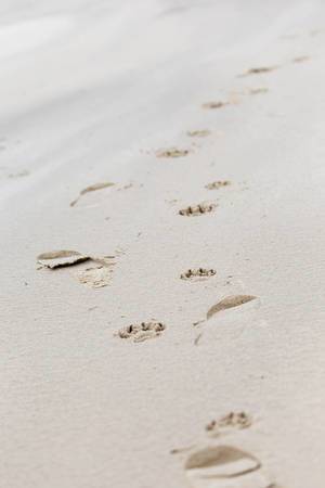 Fußabdrücke und Pfotenabdrücke im Sand