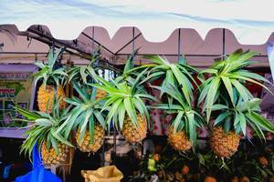 Ganze Ananas-Früchte hängen zur Präsentation an einem Marktstand