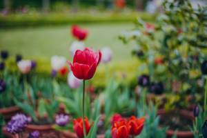 Garden Of Tulips