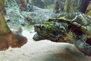 Geierschildkröte (Macrochelys temminckii) im Shedd Aquarium