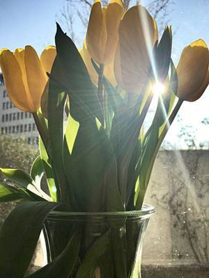 Gelbe Tulpen in der Sonne