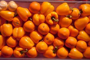 Gelbes Obst und Gemüse: gelbe Paprika und Orangen