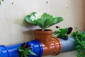 Gemüse und Pflanzen gepflanzt in Abwasserohren aus Plastik