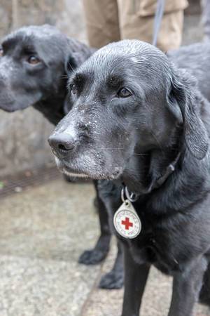 German Red Cross dogs at Fridays For Future Cologne