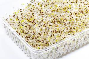 Germinated alfalfa seeds with micro greenery (Flip 2019)