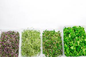 Gesunde Lebensmittel: Mikrogrün Kohl, Radieschen, Zwiebeln und Mais Salat auf weißem Hintergrund - Draufsicht mit freier Fläche