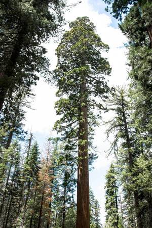 Giant sequoia tree in the middle of a forest