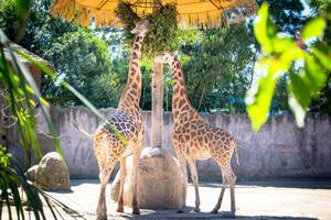 Giraffes eating in a zoo
