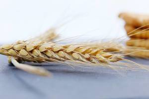 Golden dry wheat ear, close-up view (Flip 2019)