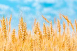 Golden ears of wheat on blue sky background