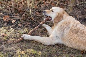 Golden Retriever chewing on a branch