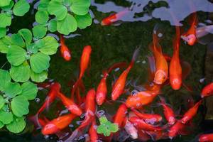 Goldfische in einem Teich knabbern an Wasserpflanzen