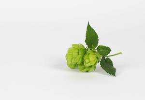 Green hops isolated on the white background