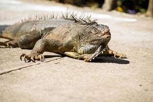 Green iguana on cement floor (Flip 2019)