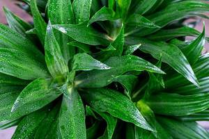 Green leaves of dracaena with water drops. Top view (Flip 2020)
