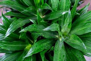 Green leaves of dracaena with water drops. Top view