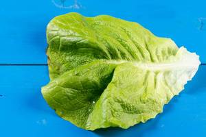 Green Lettuce on the blue background