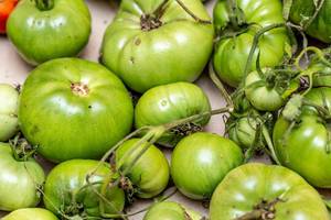 Green tomatoes. Agriculture concept.