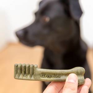 Greenies grain free dental treat with black Labrador retriever in the background