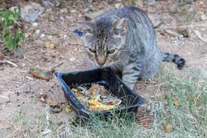 Grey stray cat eats leftovers out of a black plastic container at the roadside in Spetses, Greek