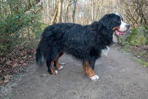 Großer Hund im Park